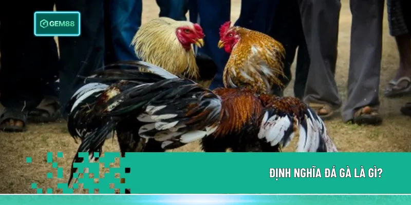Đá gà là gì? Đây là trò chơi dân gian với các trận đấu giữa chiến kê, nay được phát triển chuyên nghiệp và có thể theo dõi, đặt cược trực tuyến