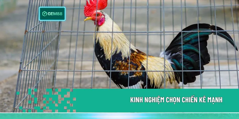 Kinh nghiệm chọn chiến kê mạnh dựa trên xem tướng, lịch sử thi đấu và giữ tâm lý ổn định