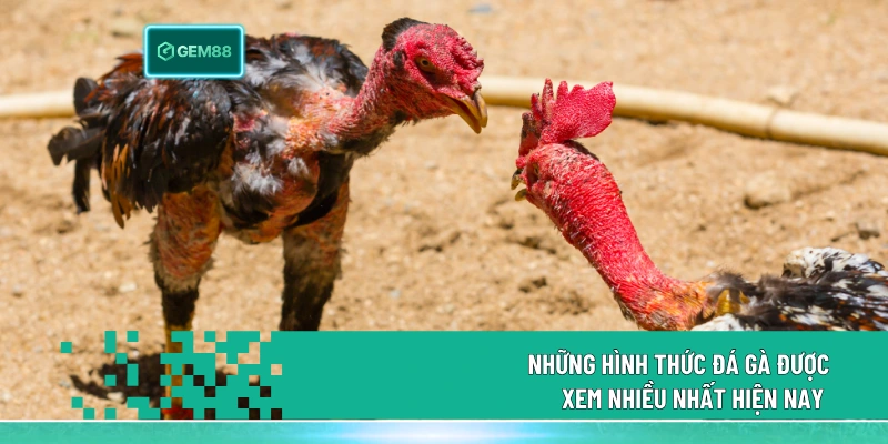 Những hình thức đá gà được xem nhiều nhất hiện nay