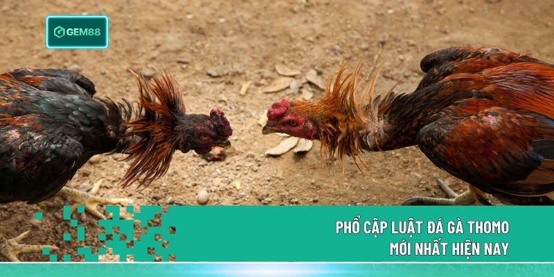 Phổ cập luật đá gà Thomo mới nhất hiện nay
